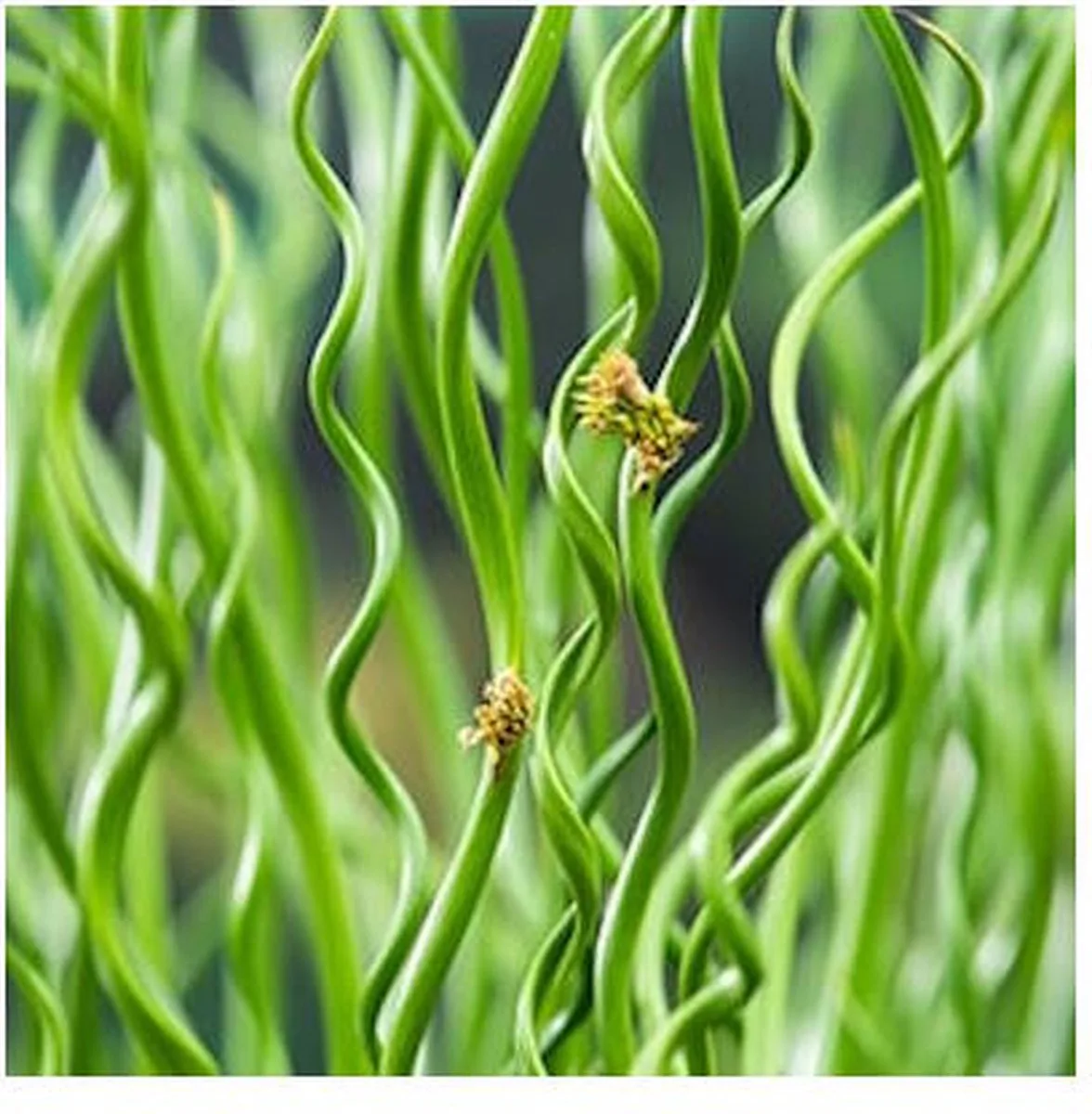 Juncus Effusus Spiralis | Krul Pitrus | In 18CM Mand Kant en Klaar de Moerings en Vert – photo produit
