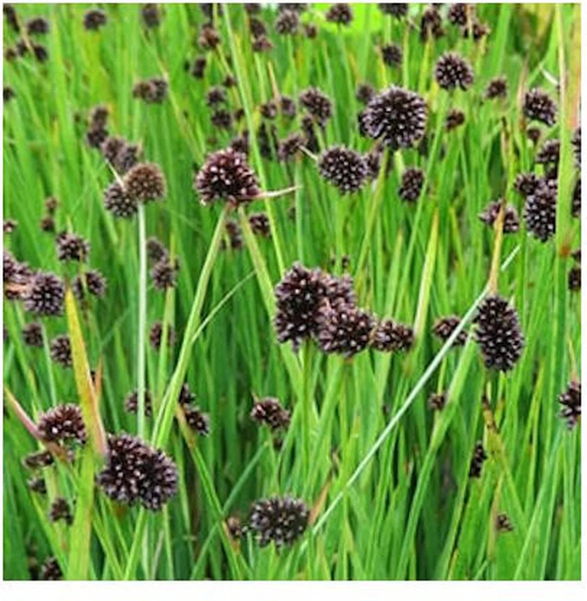 Juncus Ensifolius | Dwergrus | In 9CM pot de Moerings en Vert – photo produit