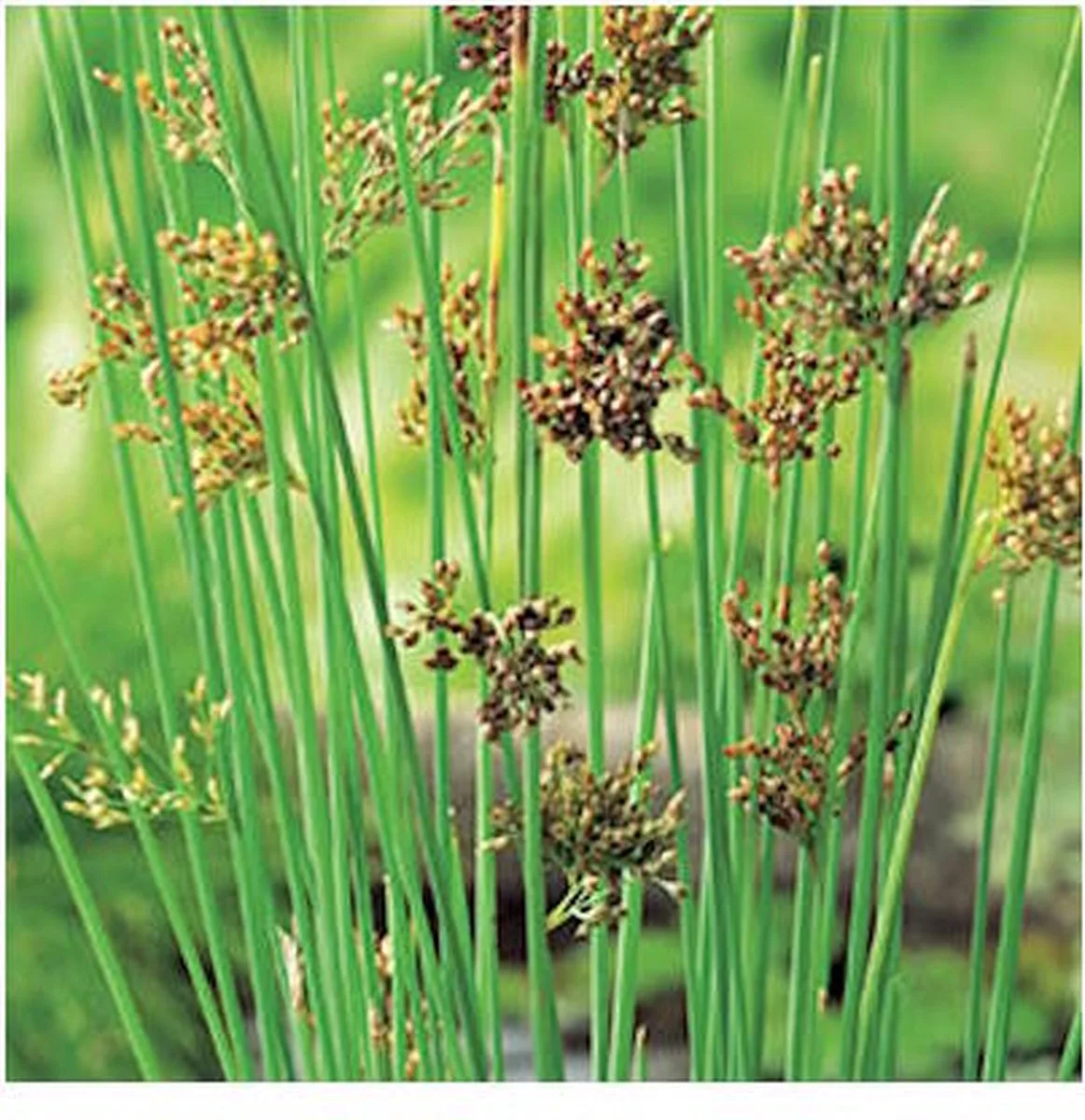 Juncus Inflexus | Zeegroene Rus | In 18CM Mand Kant en Klaar de Moerings en Vert – photo produit