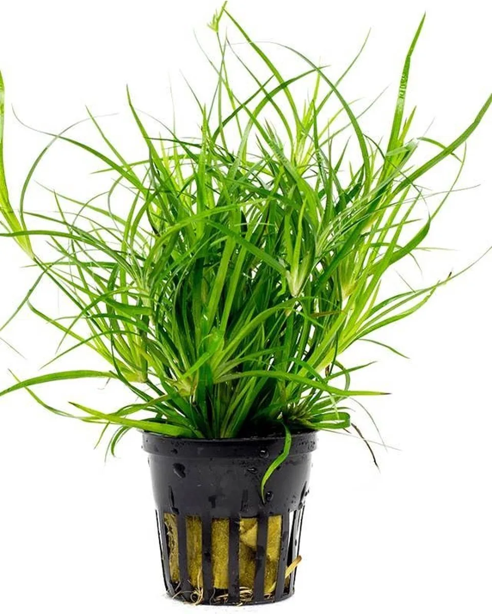 Juncus Repens in 5 cm pot från Moerings i Grön – produktbild