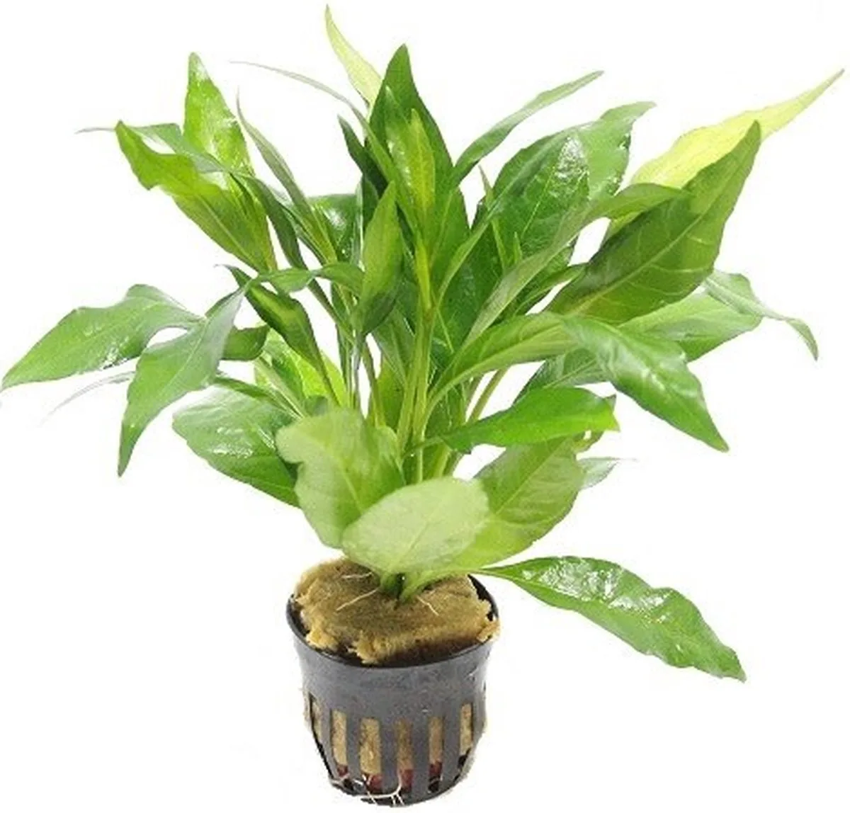 Justicia Gendarussa in 5 cm pot från Moerings i Grön – produktbild