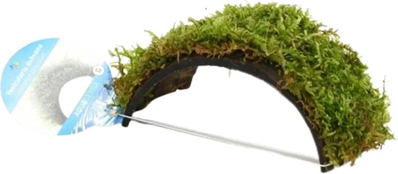 Kokosnoot armband met Javamos - Mos op aquarium ornament - Aquariumplanten - Aquarium decoratie by Moerings in Green – product photo