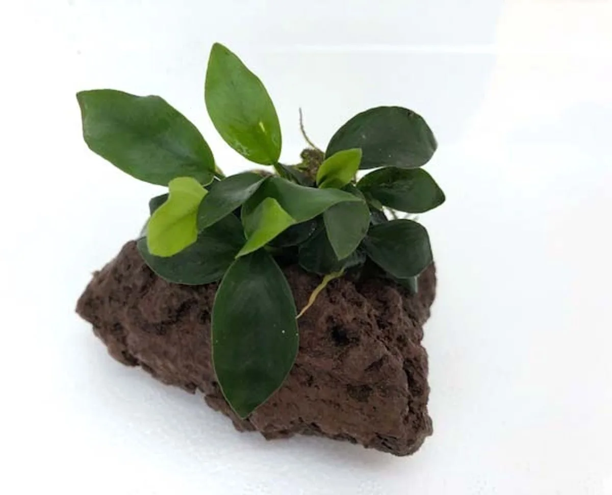 Lavasteen met anubias Waterplant by Moerings in Green – product photo
