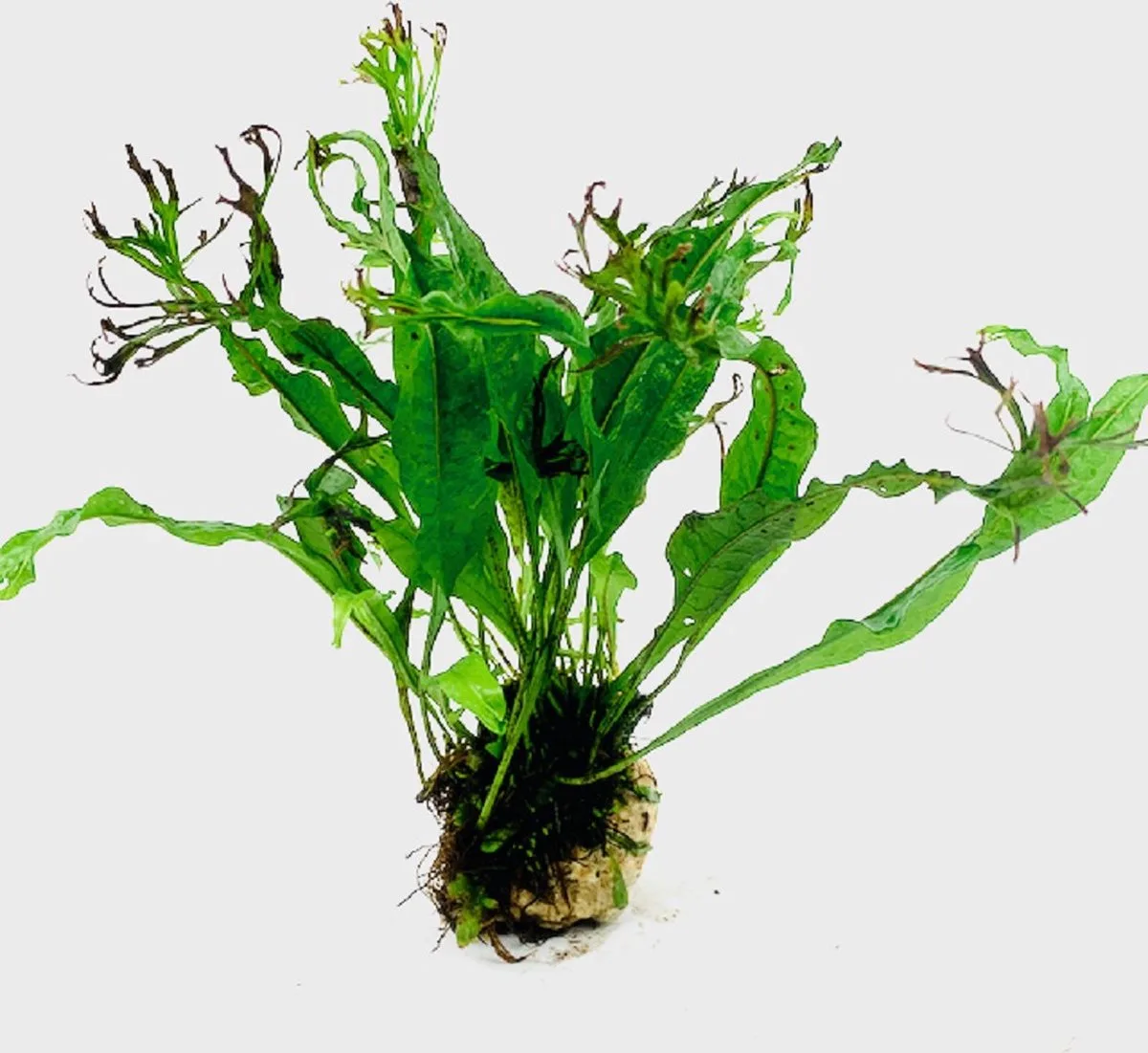 Lavasteen met microsorum specie Waterplant von Moerings in Braun – Produktfoto