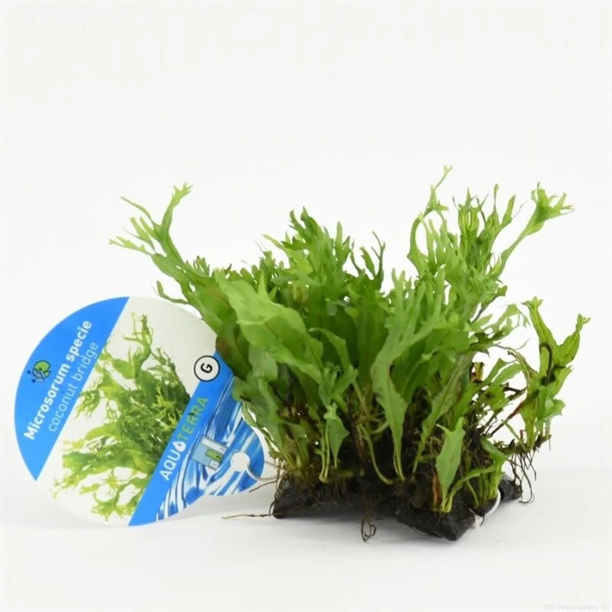 Levende Aquariumplant - Microsorum Pteropus Specie op kokosnoot brug von Moerings in Grün – Produktfoto
