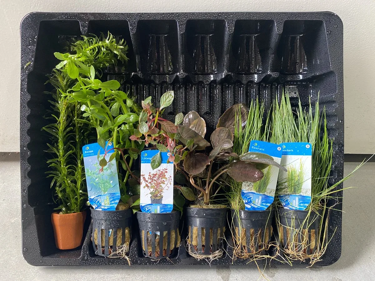 Levende Aquariumplanten Mix 2 - 6 Stuks de Moerings – photo produit