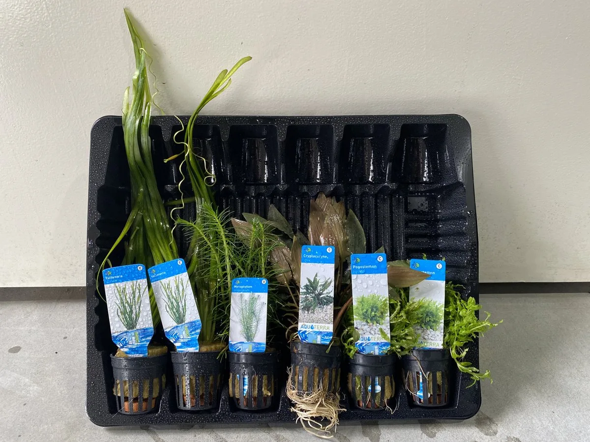 Levende Aquariumplanten Mix - 6 Stuks från Moerings i Brun – produktbild