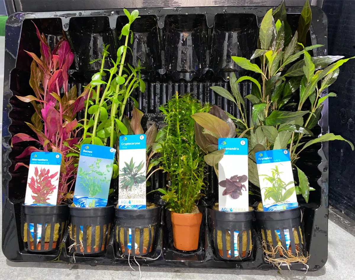 Levende Aquariumplanten Mix från Moerings i Grön – produktbild