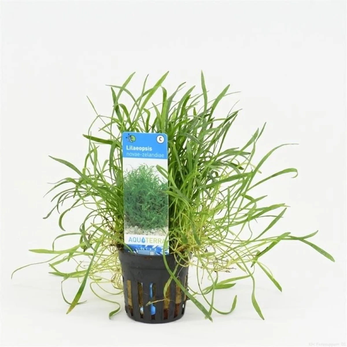 Lilaeopsis Novaezelandiae in 5 cm pot von Moerings in Grün – Produktfoto