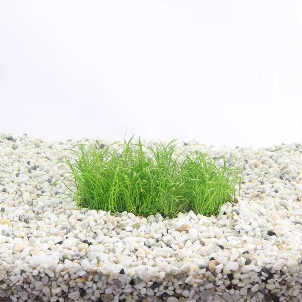 Lilaeopsis novea zealandia op stalen net Waterplant von Moerings in Grün – Produktfoto