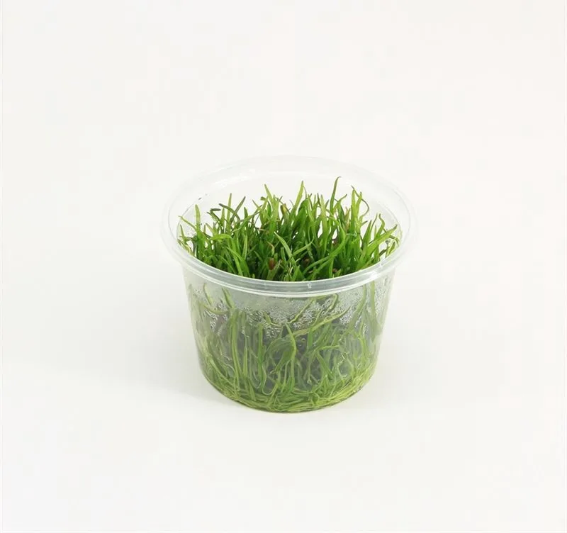 Lileaopsis Brasiliensis - Aquariumplant In Vitro - Aquarium Tapijtplant - Aquarium decoratie - Aquascape by Moerings in Green – product photo