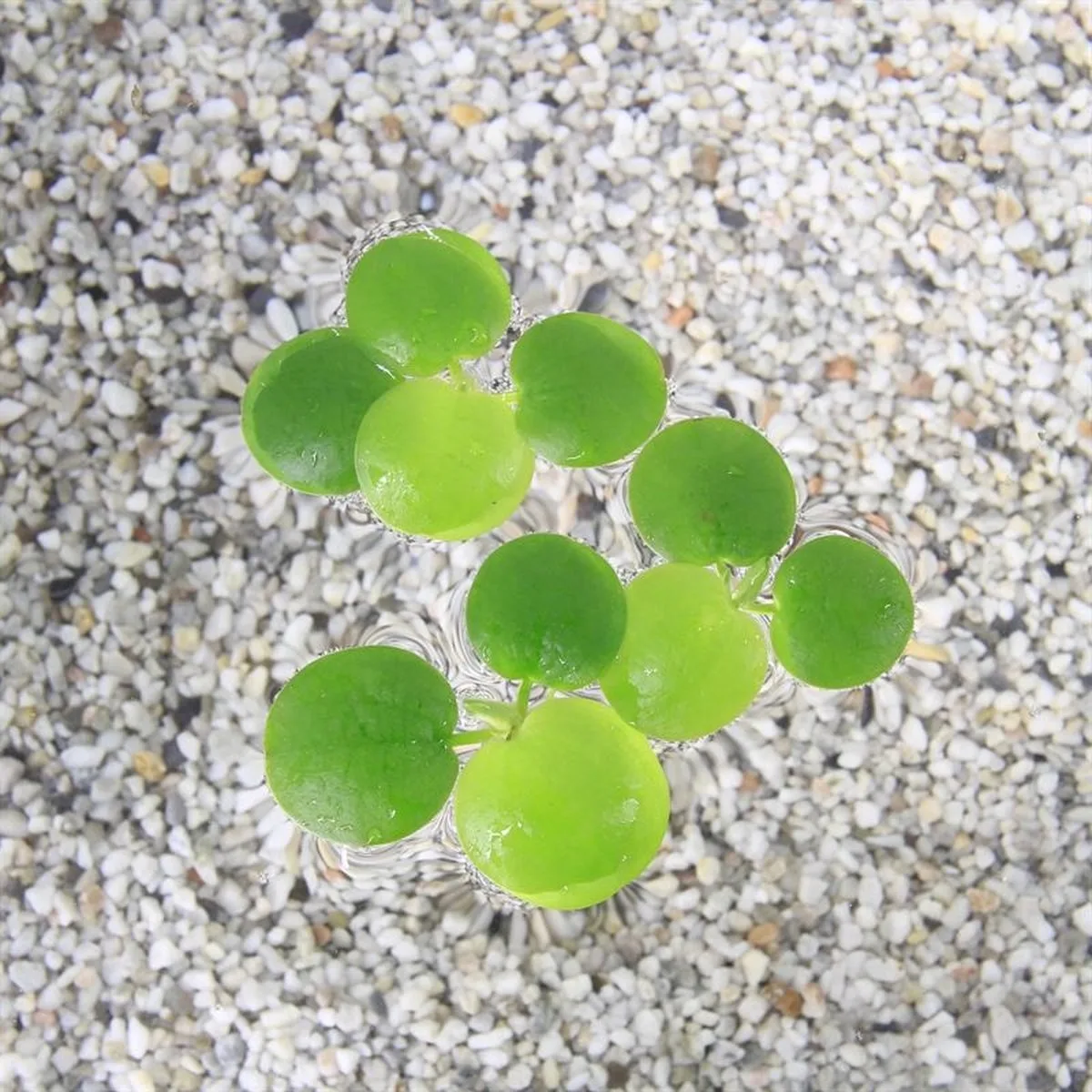 Limnobium Spongia | Amerikaanse kikkerbeet | Los von Moerings in Grün – Produktfoto