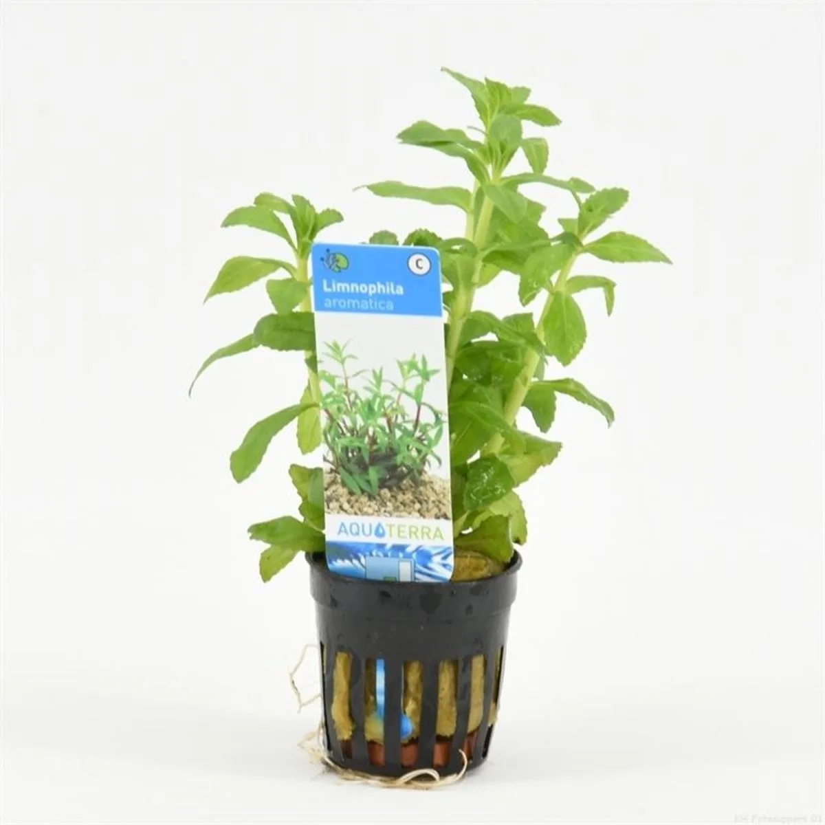 Limnophila Aromatica | Rijstveld kruid | in 5 cm pot de Moerings en Vert – photo produit