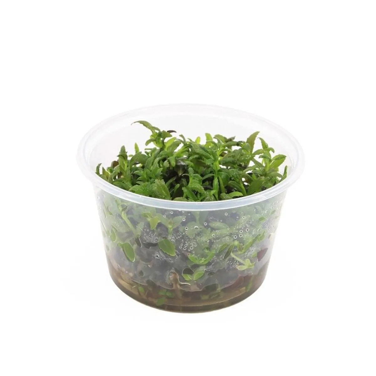 Limnophila Hippuridoides | In vitro cup by Moerings – product photo