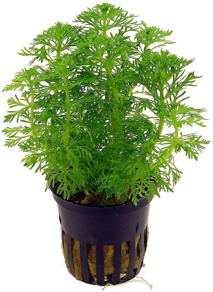 Limnophila Sessiliflora | Dwerg Ambulia | in 5 cm pot by Moerings in Green – product photo