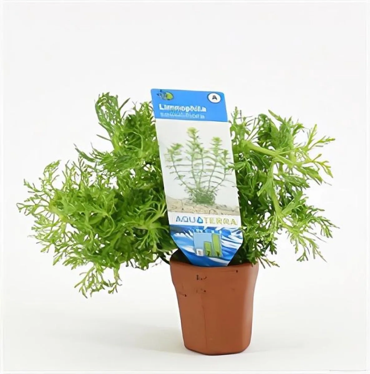 Limnophila Sessiliflora | Dwerg Ambulia | in Terracotta Pot de Moerings en Vert – photo produit