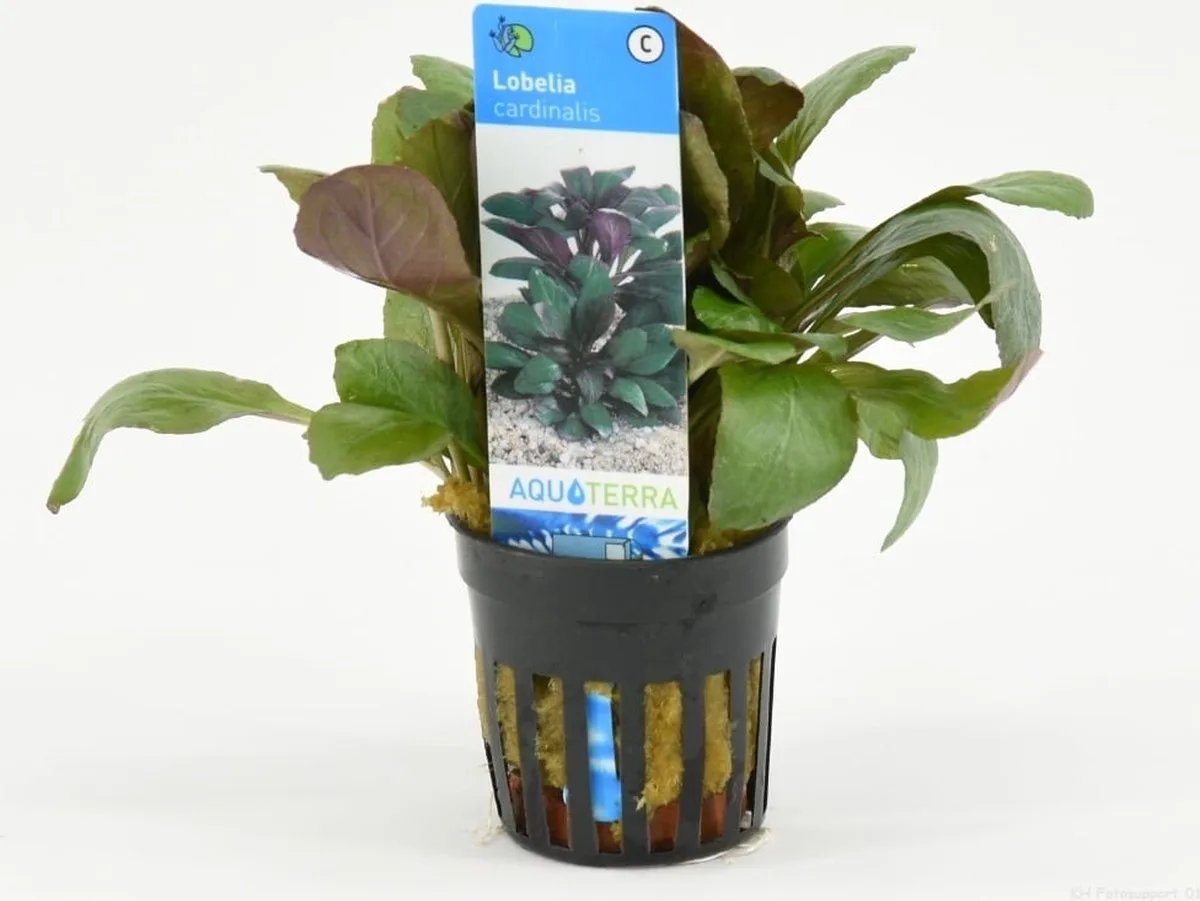 Lobelia Cardinalis | Scharlaken Lobelia | in 5 cm pot från Moerings i Grön – produktbild