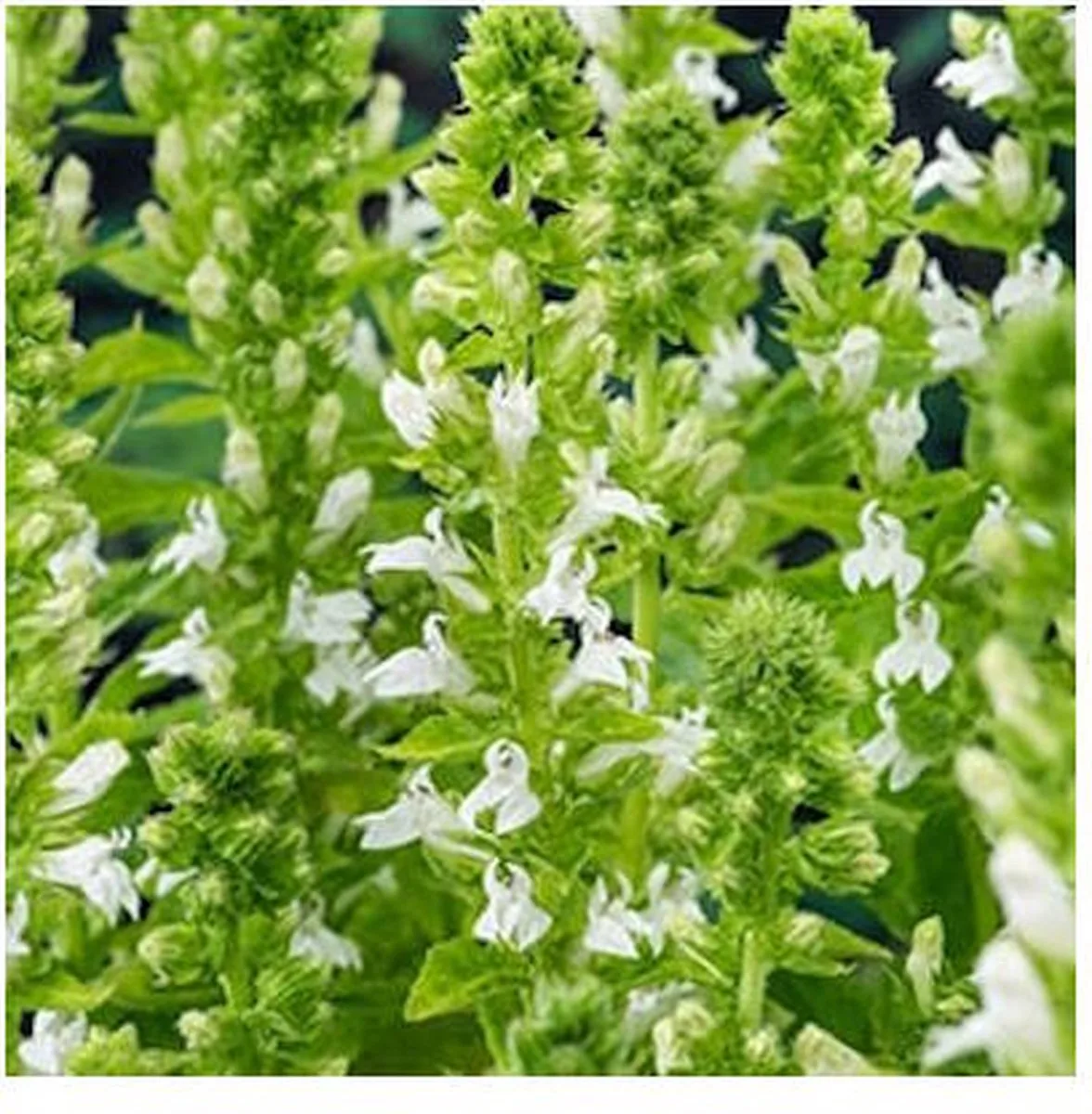 Lobelia Syphilitica Alba | Waterlobelia | In 9CM pot från Moerings i Vit – produktbild