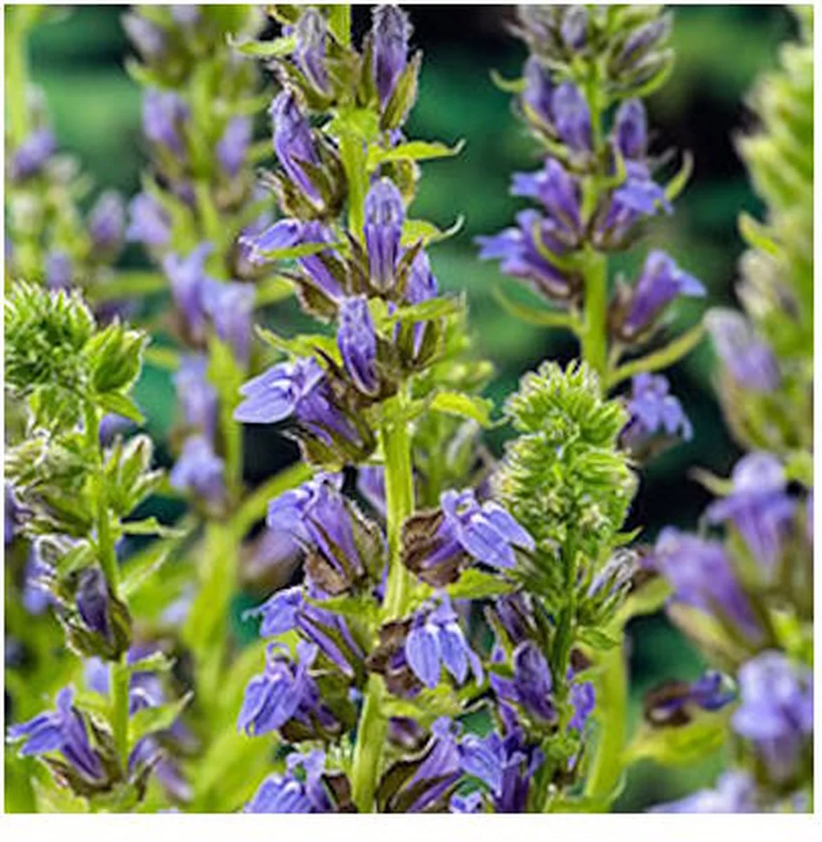 Lobelia Syphilitica | Waterlobelia | In 9CM pot de Moerings en Bleu – photo produit