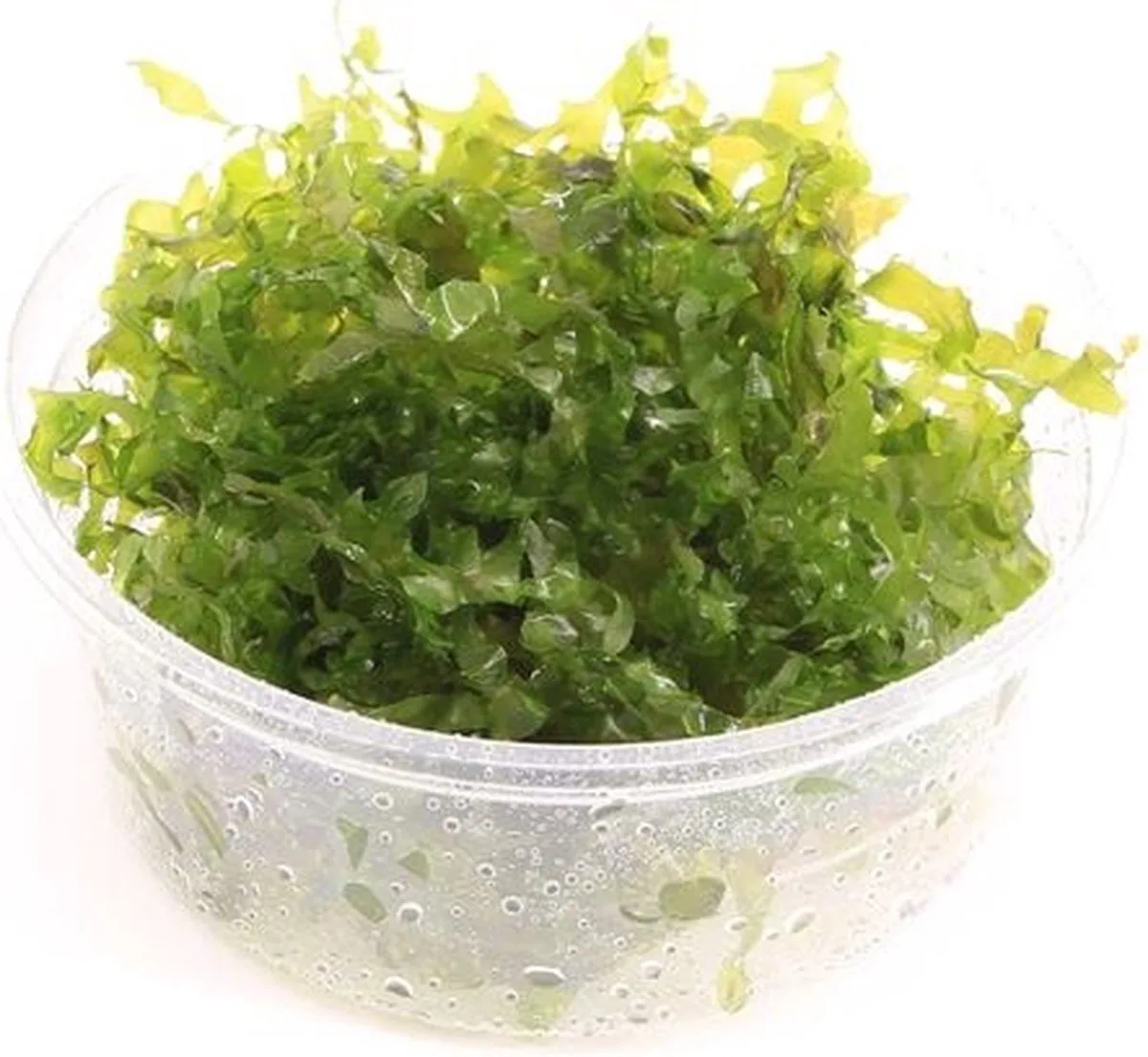 Lomariopsis Lineata | In vitro Cup von Moerings in Grün – Produktfoto