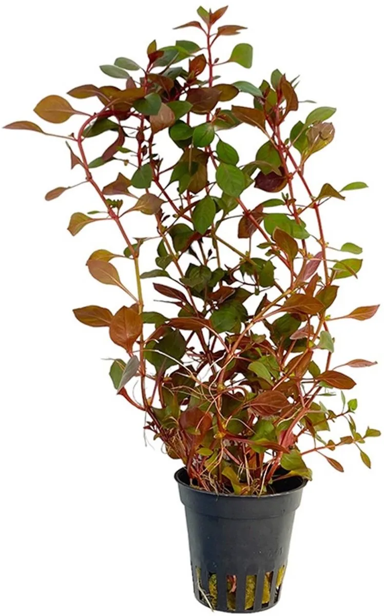 Ludwigia Mini Super in 5 cm pot de Moerings en Rouge – photo produit