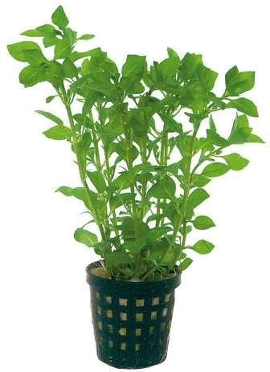 Ludwigia Palustris in 5 cm pot från Moerings i Grön – produktbild