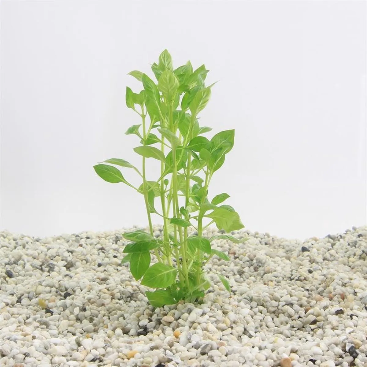 Ludwigia Palustris | In Bos met Loodje de Moerings en Vert – photo produit