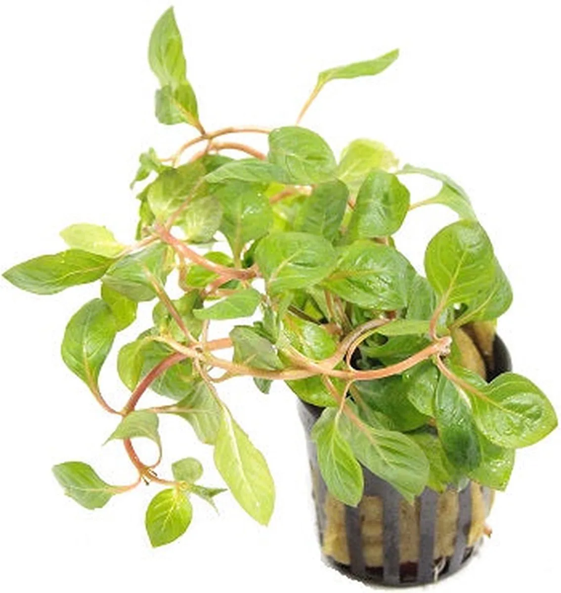 Ludwigia Palustris | Super Red | in 5 cm pot de Moerings en Rouge – photo produit