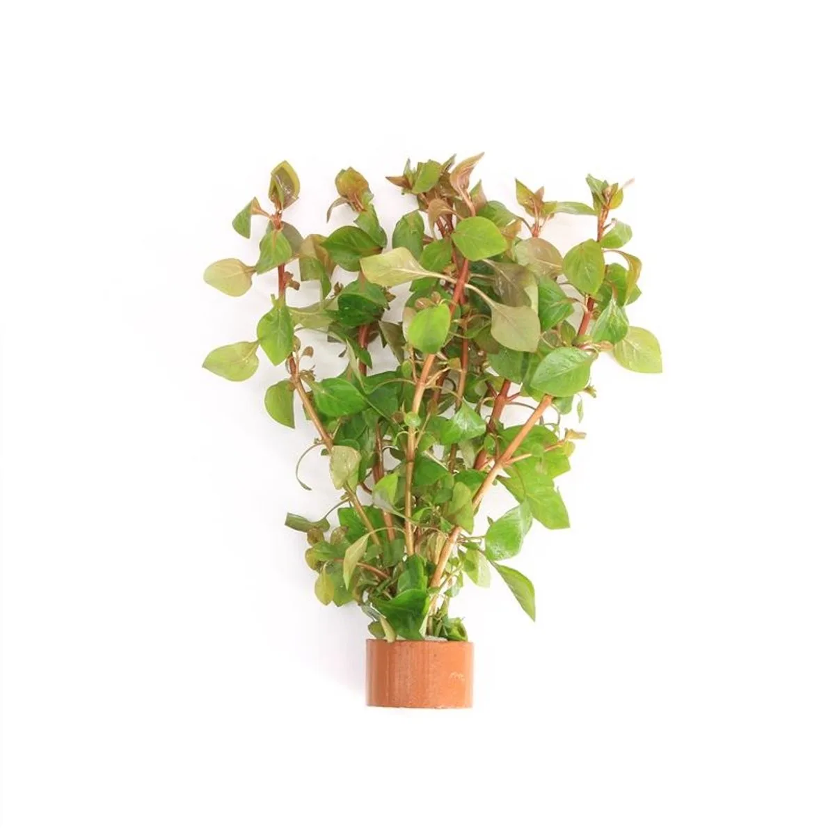 Ludwigia Palustris | Super Red | in Terracotta Ring från Moerings i Röd – produktbild