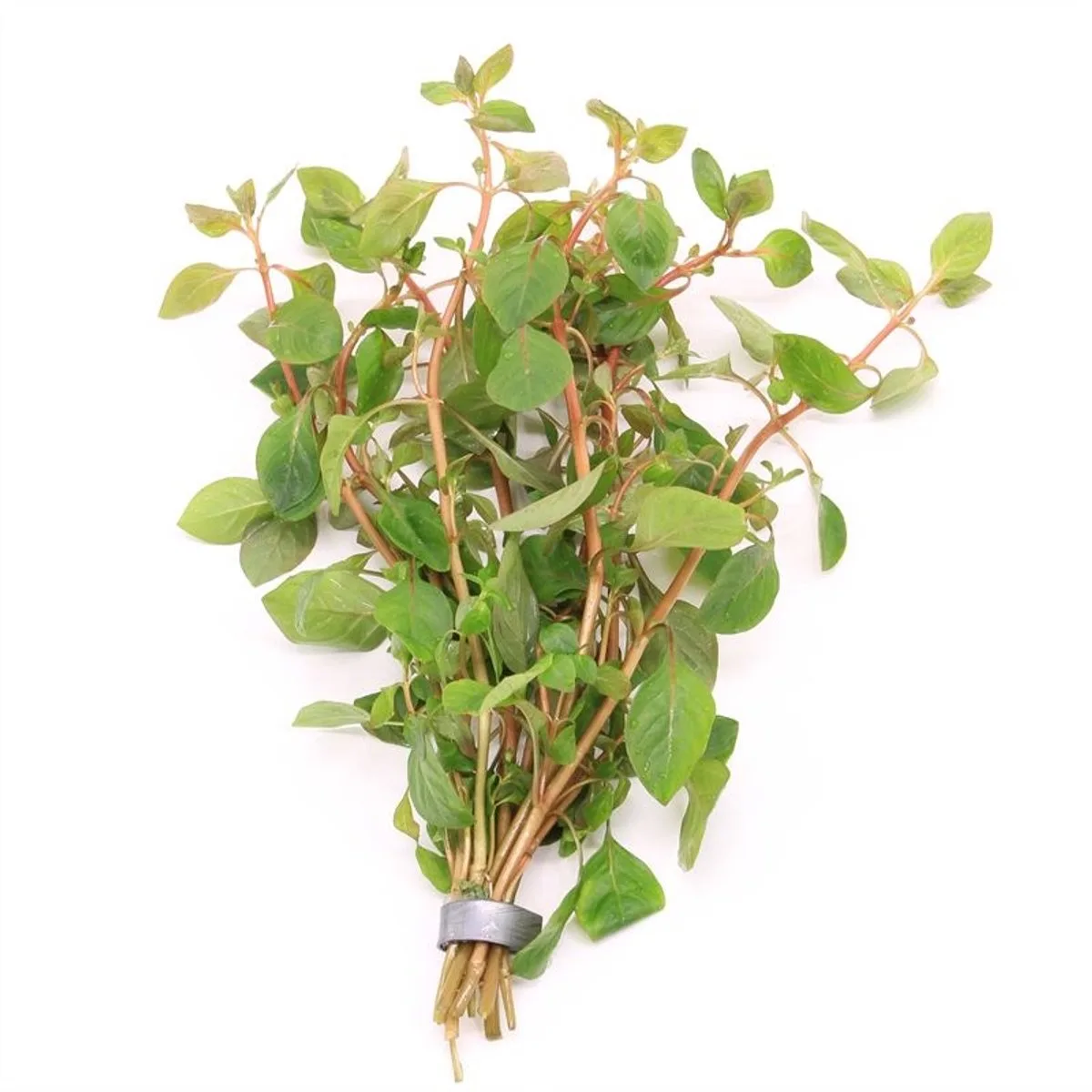 Ludwigia Palustris | Waterlepeltje | in bos met loodje Waterplant von Moerings in Rot – Produktfoto