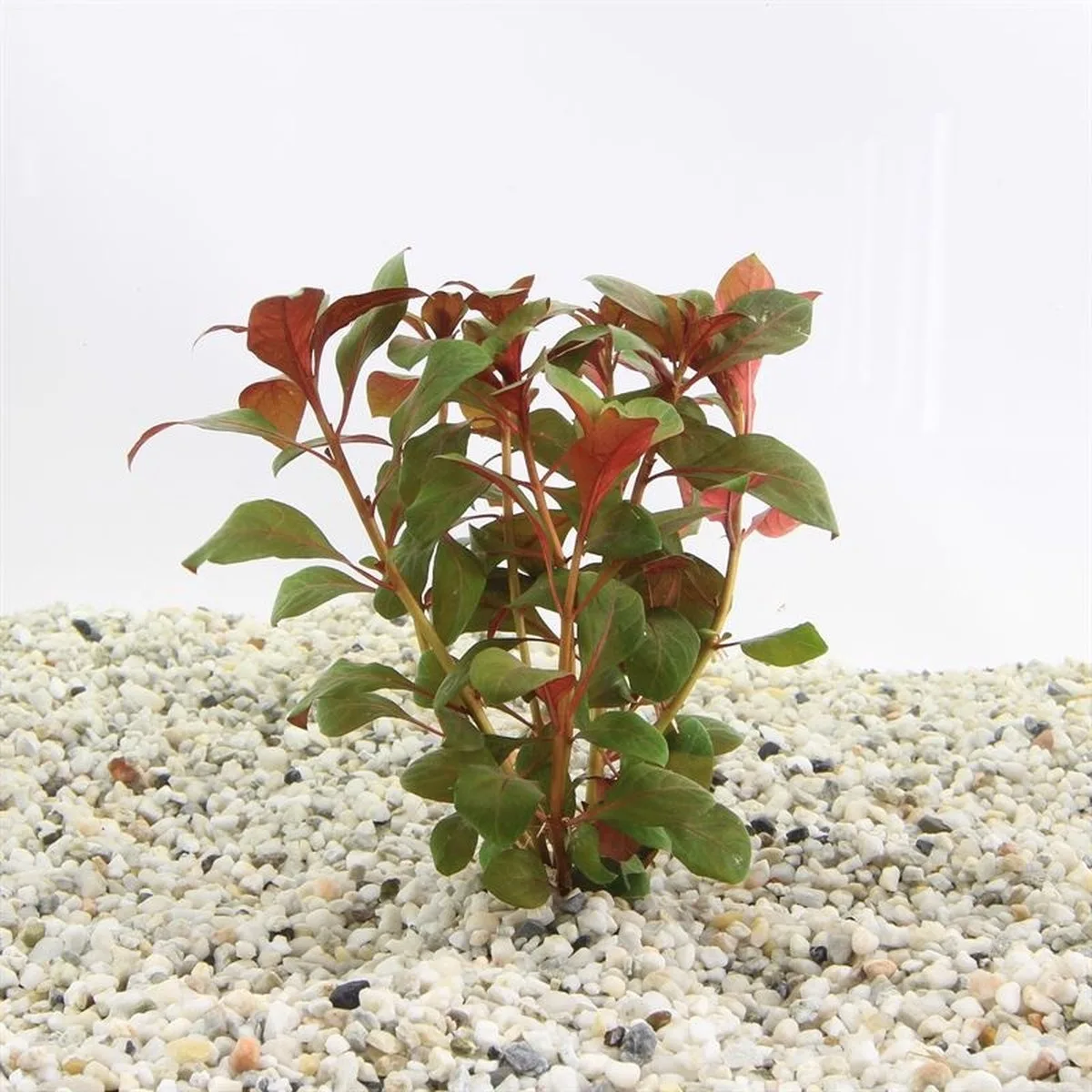 Ludwigia Repens Diamond in Terracotta Ring de Moerings en Rouge – photo produit