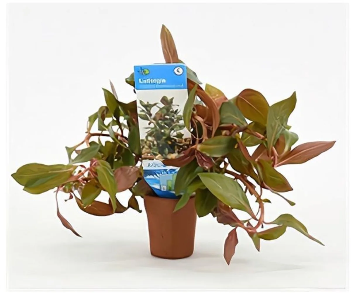 Ludwigia Repens Diamond Red in Terracotta Pot de Moerings en Rouge – photo produit