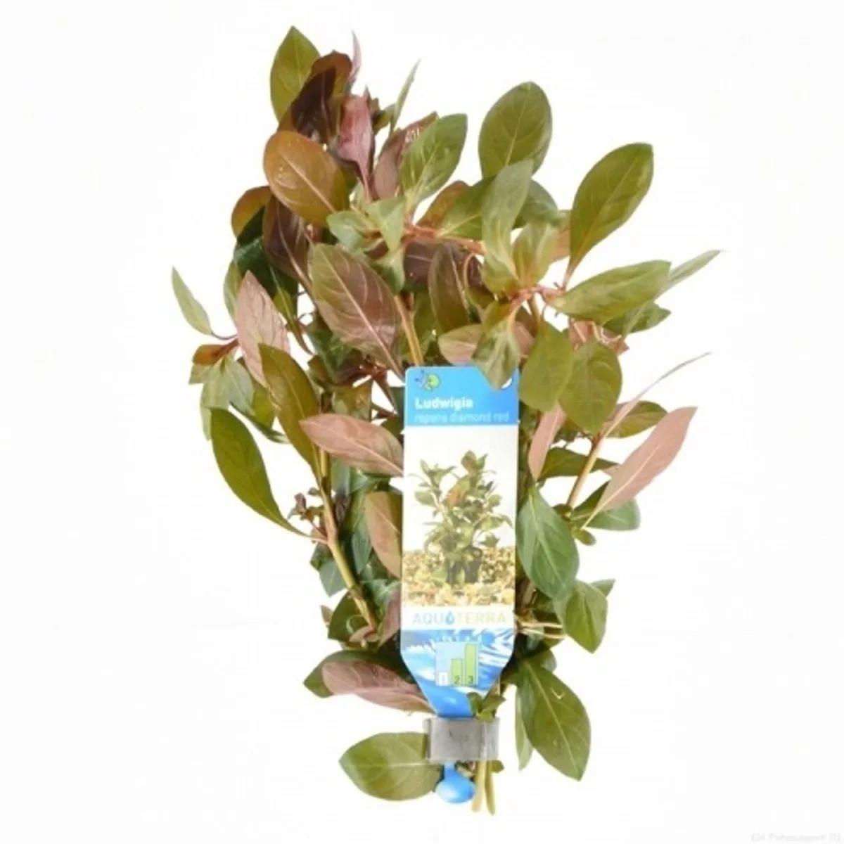 Ludwigia Repens | Kruipend Waterlepeltje | Diamond Red in bos met loodje Waterplant von Moerings in Rot – Produktfoto