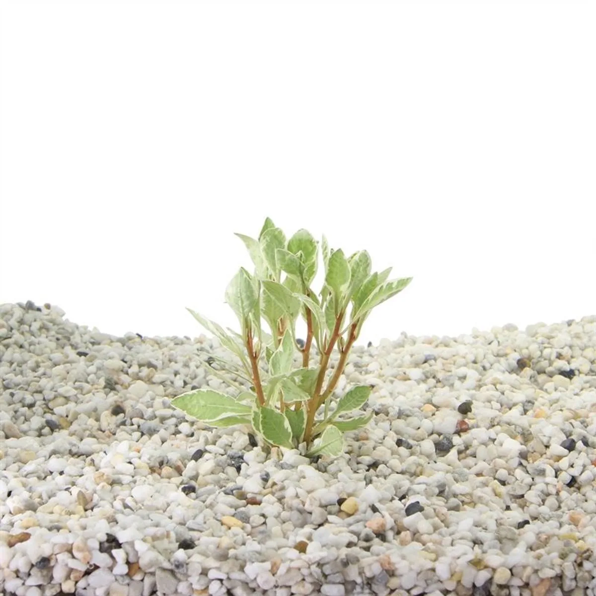 Ludwigia sp. White in 5 cm pot by Moerings in White – product photo