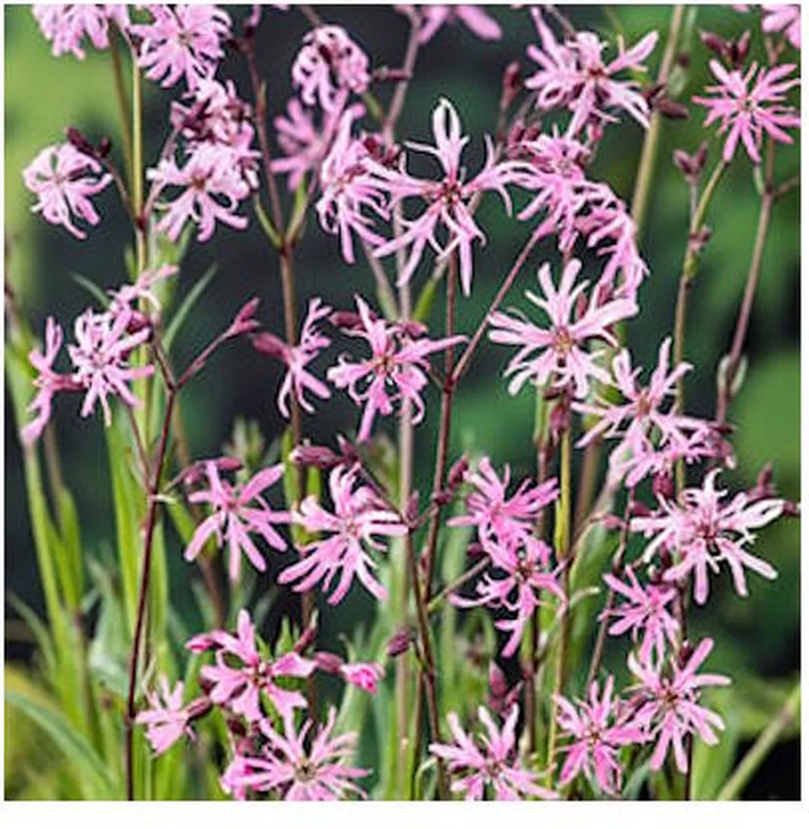Lychnis Flos-Cuculi | Echte Koekoeksbloem | In 18CM Mand Kant en Klaar de Moerings en Rose – photo produit