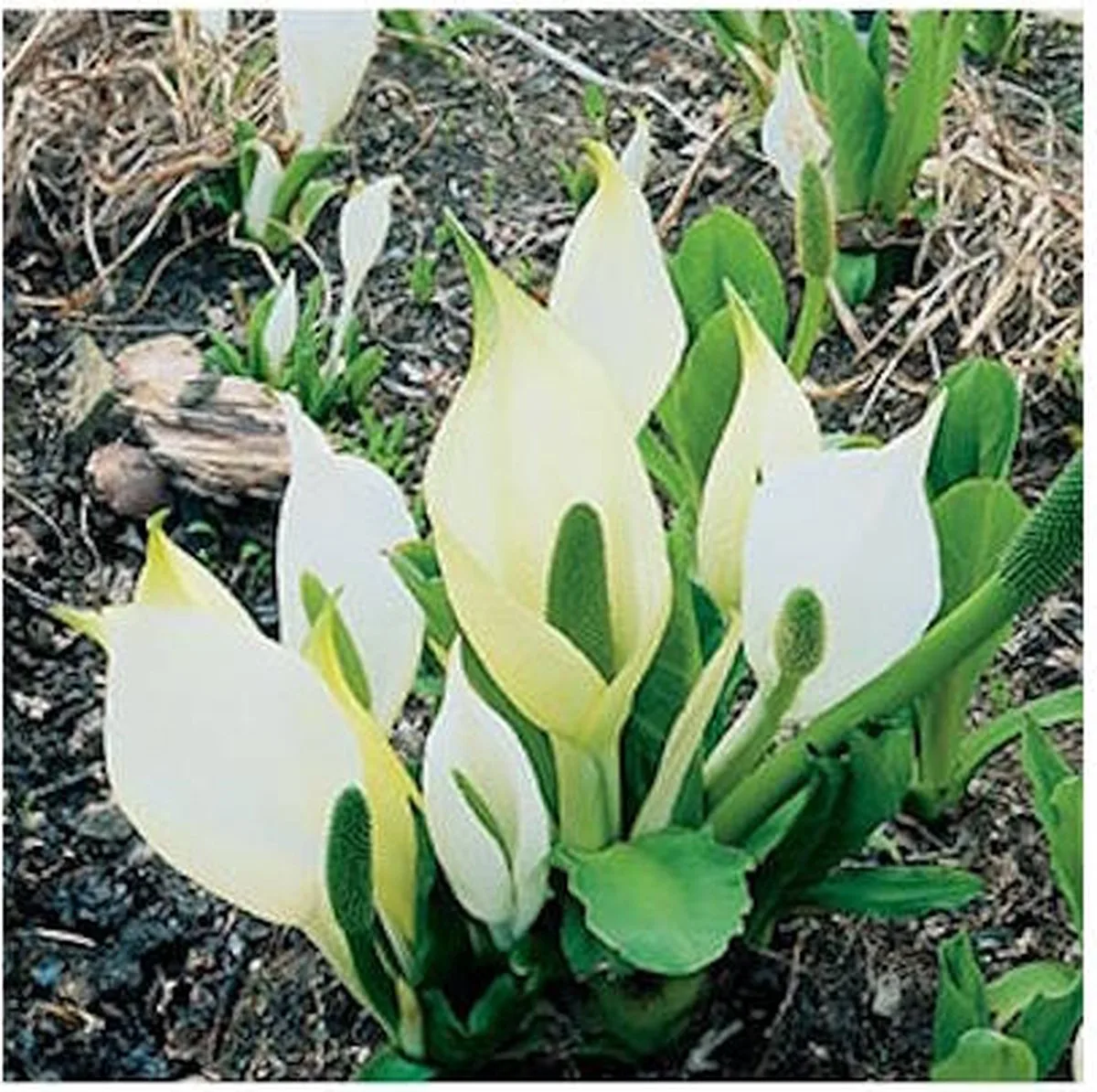 Lysichiton Camtschatcensis | Witte Moerasaronskelk | In 18CM Mand Kant en Klaar de Moerings en Blanc – photo produit