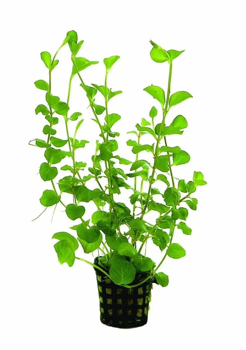 Lysimachia Aurea | Penningkruid | in 5 cm pot von Moerings in Gelb – Produktfoto