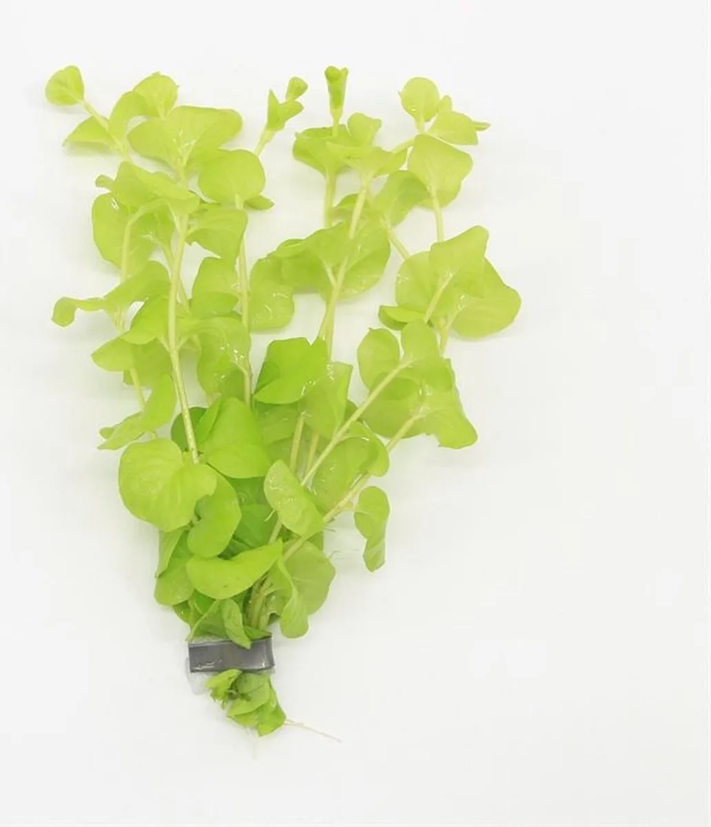 Lysimachia Aurea | Penningkruid | in bos met loodje Waterplant van Moerings in Geel – productfoto