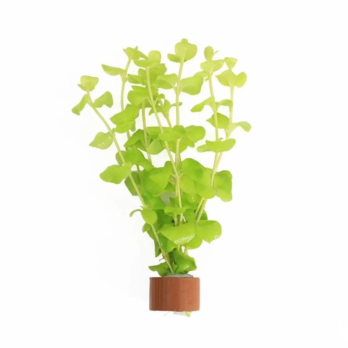Lysimachia Aurea | Penningkruid | In Terracotta Ring Waterplant från Moerings – produktbild