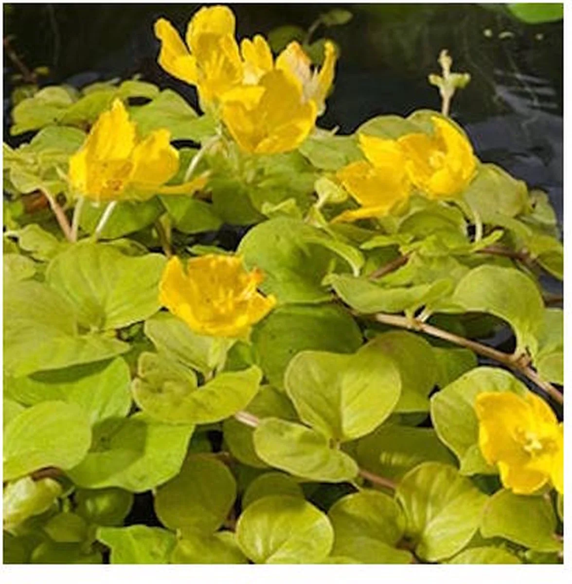 Lysimachia Nummularia Aurea | Penningkruid | In 18CM Mand Kant en Klaar von Moerings in Gelb – Produktfoto