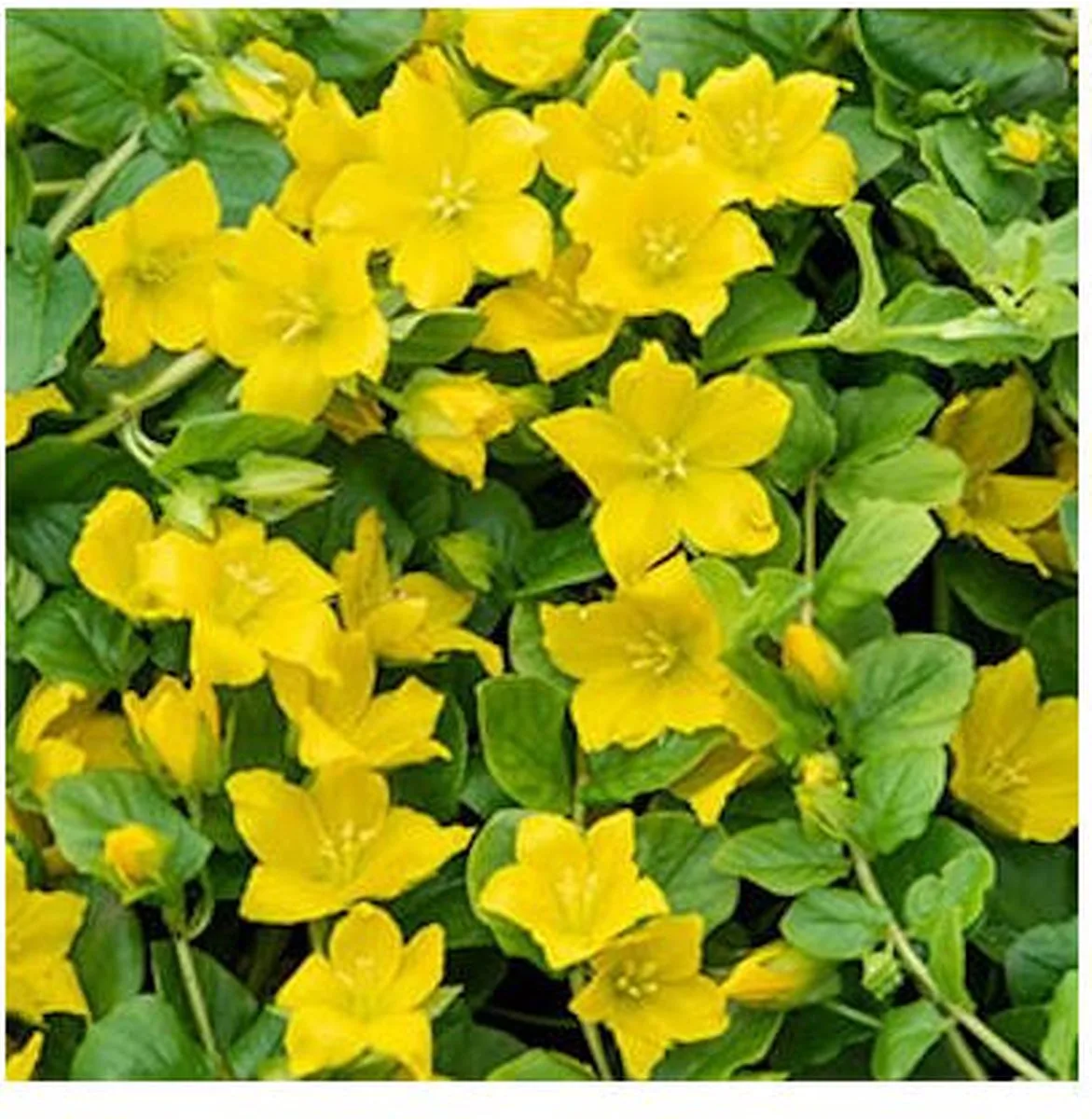 Lysimachia Nummularia | Penningkruid | In 18CM Mand Kant en Klaar von Moerings in Gelb – Produktfoto