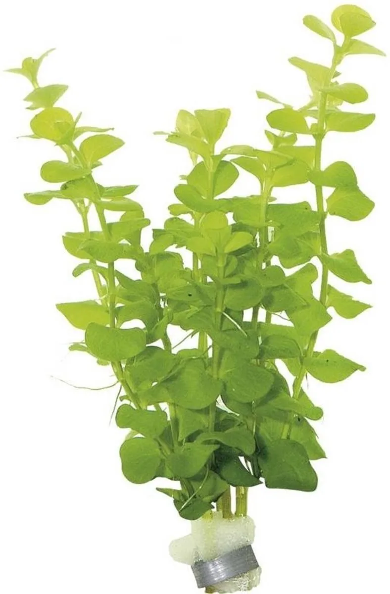 Lysimachia nummularia | Penningkruid | in bos met loodje Waterplant von Moerings in Grün – Produktfoto