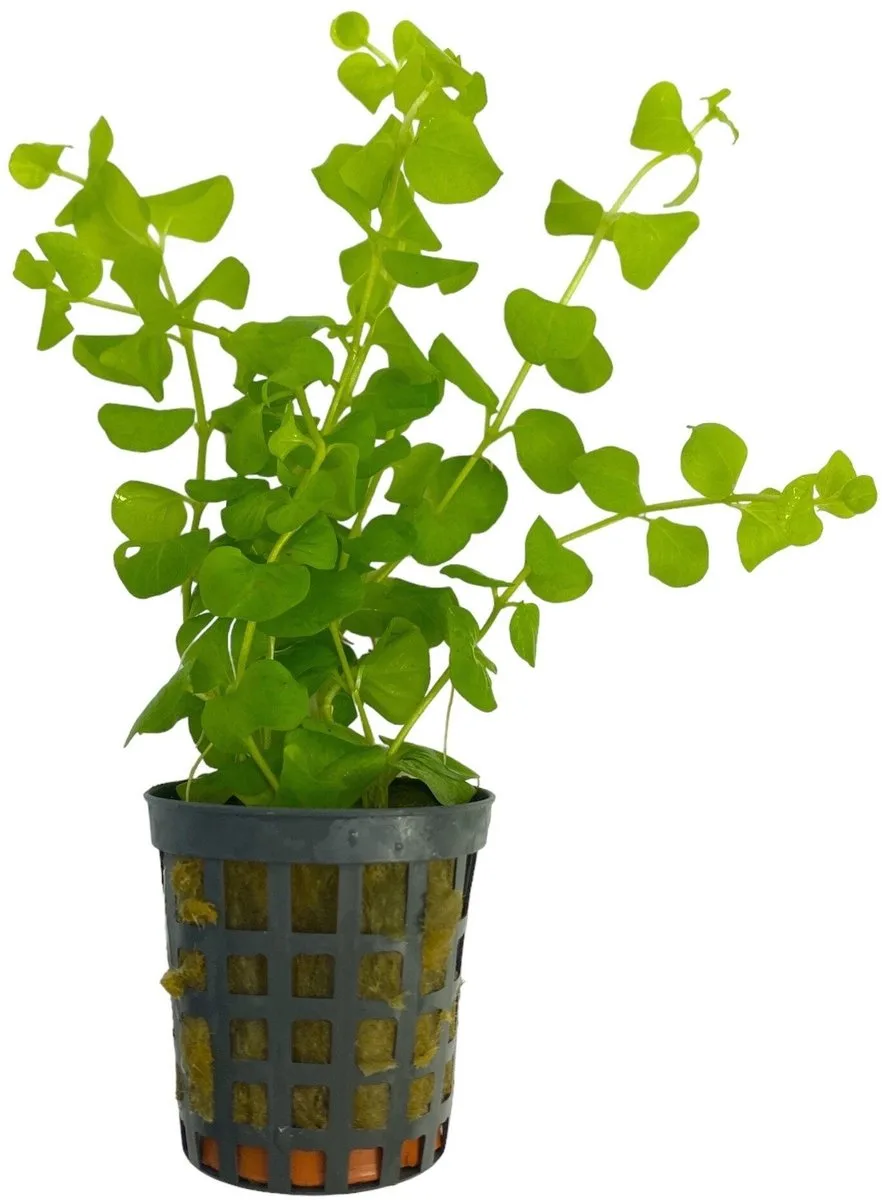 Lysimachia nummularia | Penningkruid | in Terracotta Pot von Moerings in Grün – Produktfoto