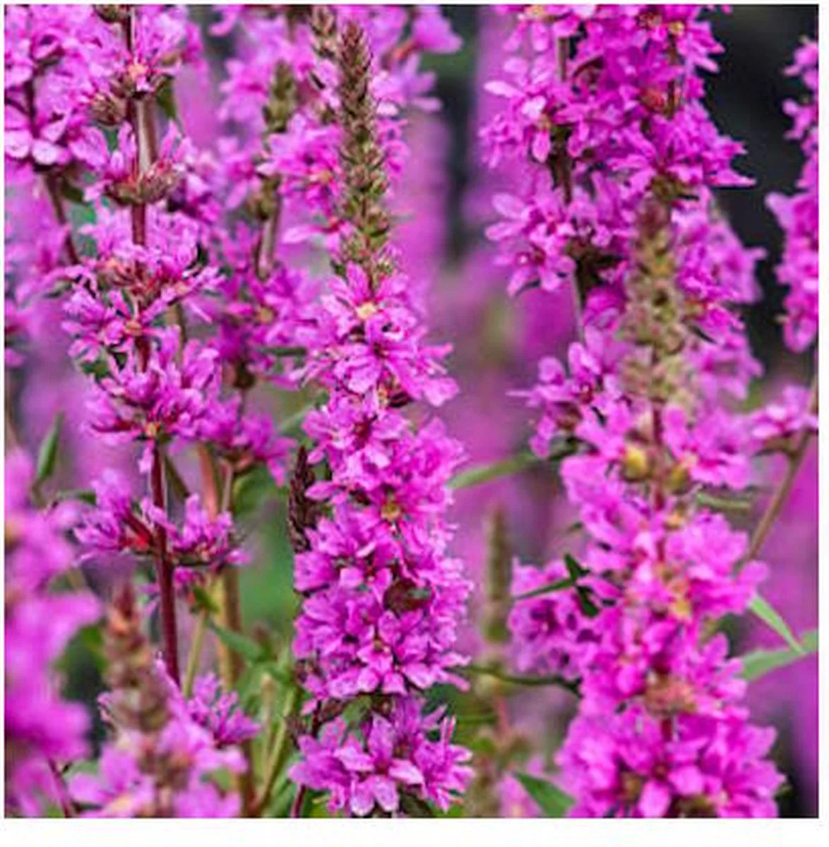 Lythrum Salicaria | Kattestaart | In 9CM pot de Moerings en Violet – photo produit