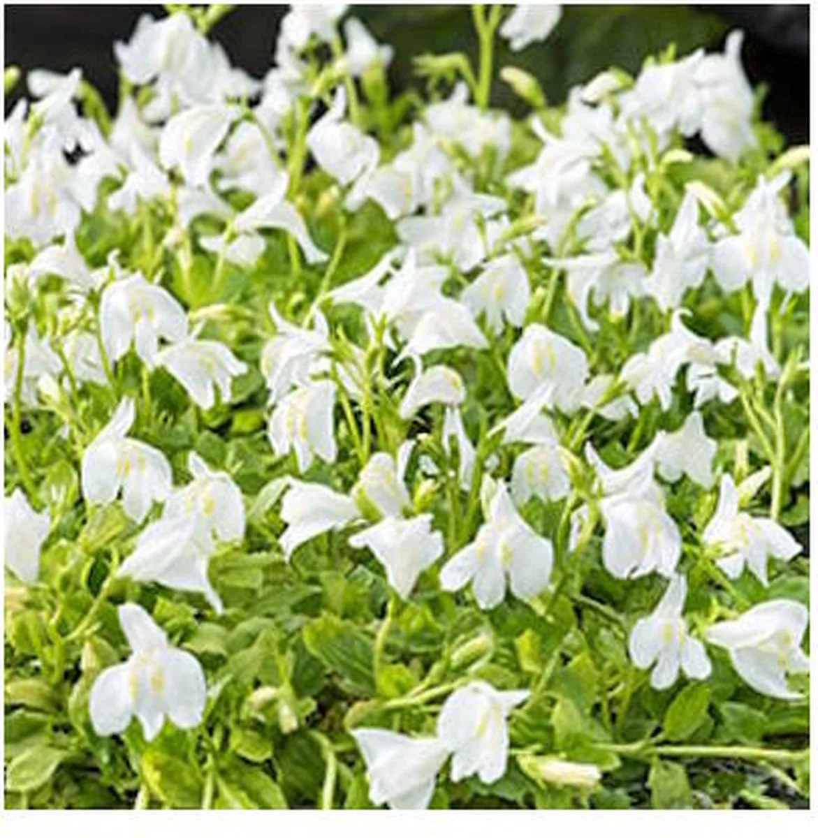 Mazus Reptans | Mazus | In 18CM Mand Kant en Klaar by Moerings in White – product photo