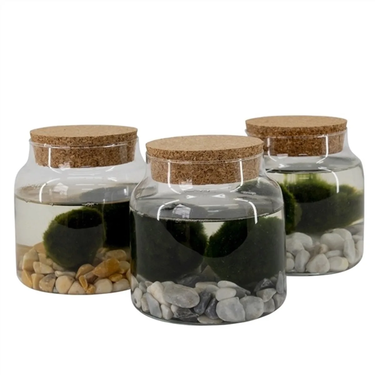 Melkbus Met 2 Bollen Chladophlora 12 Centimeter de Moerings en Transparent – photo produit