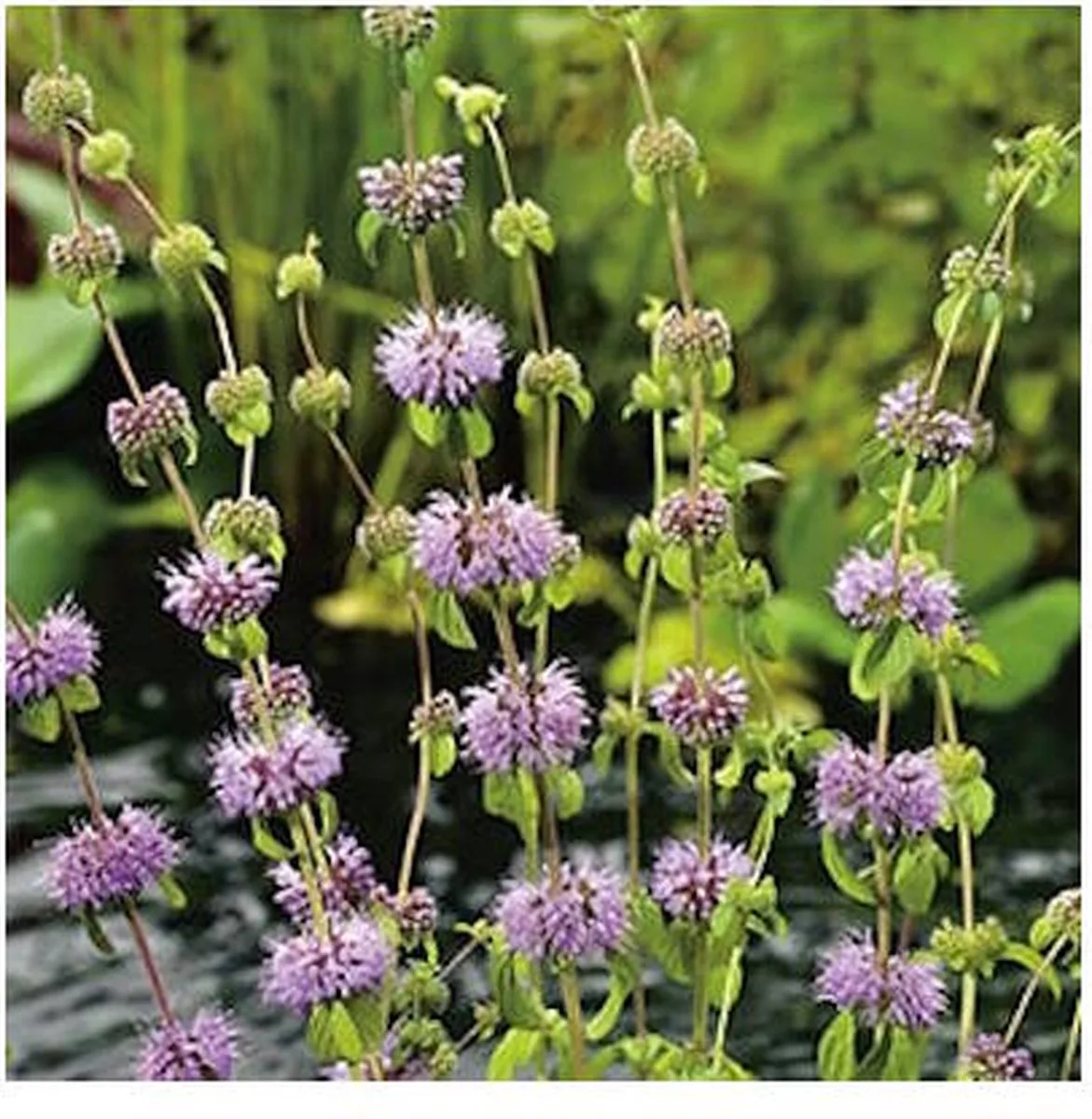 Mentha Pulegium| Dwergwatermunt | In 18CM Mand Kant en Klaar de Moerings en Vert – photo produit
