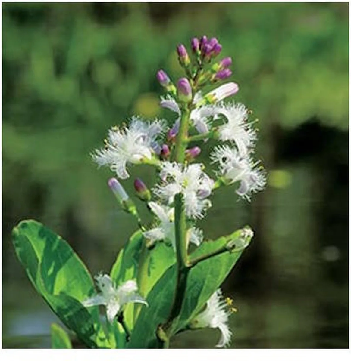 Menyanthes Trifoliata | Waterdrieblad | In 9CM pot de Moerings en Blanc – photo produit