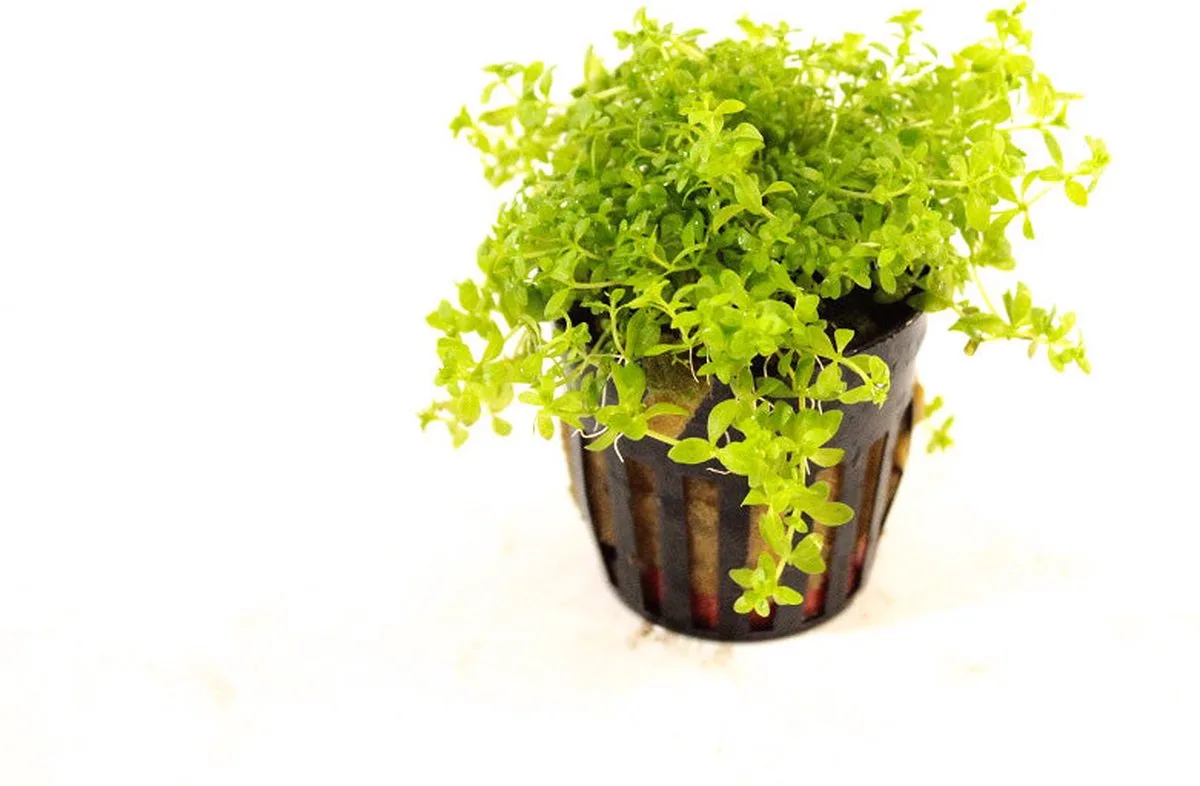 Micranthemum Micranthemoides | Amerikaans parelkruid | in 5 cm pot från Moerings i Grön – produktbild