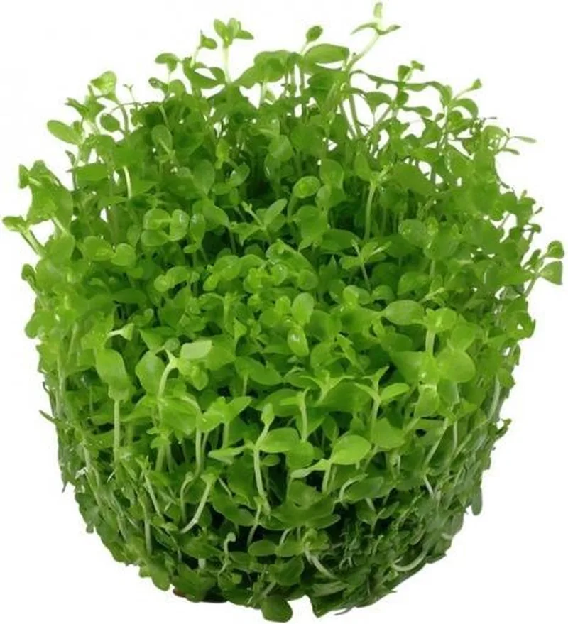 Micranthemum Monte Carlo 100cc cup - 3 Stuks - Aquariumplanten InVitro - Aquarium decoratie - Aqua Producten von Moerings in Grün – Produktfoto